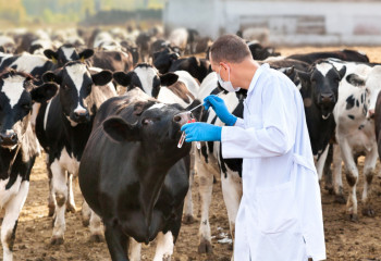 Статус ветврача повысят в Казахстане