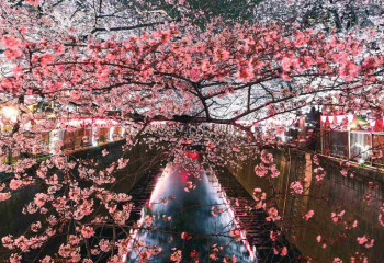 Сакура зацвела в Японии на 10 дней раньше обычного