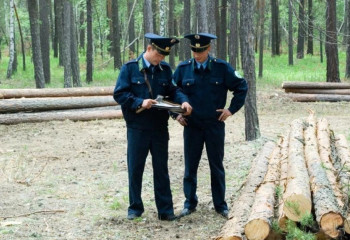 Минэкологии предлагает повысить зарплату работникам лесного хозяйства