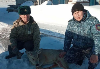 Участковый и егерь спасли косулю в Костанайской области