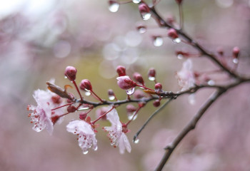 18 наурызға арналған ауа райы болжамы