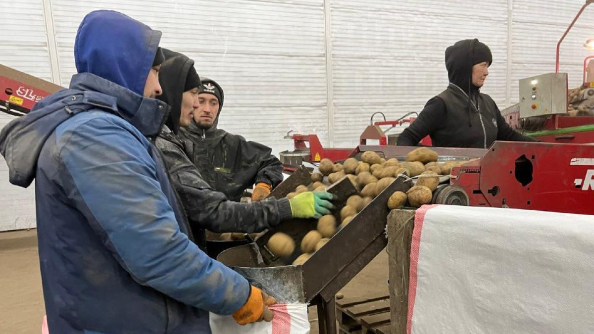 26 новых овощехранилищ откроют в Казахстане