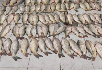 Түркістанда заңсыз ауланған 160 келі балық тәркіленді