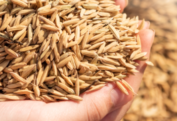 20 млрд тенге направят на выплаты в рамках закупа сельхозпродукции