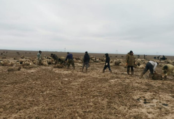 Алматы облысында айдалада балшыққа батып қалған қойлар құтқарылды