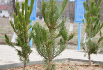 Түркістан облысында Наурыз мерекесіне орай акция ұйымдастырылды