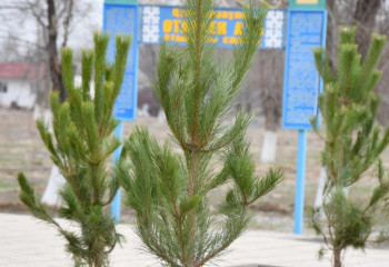 Акция «Бірге - таза Қазақстан» прошла в Туркестанской области