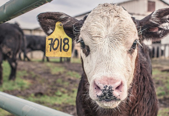 Юго-восточным зонам Казахстана подтвердили статус свободных от ящура с вакцинацией