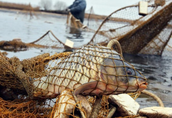 Браконьеров осудили за незаконную ловлю рыбы в Павлодарской области