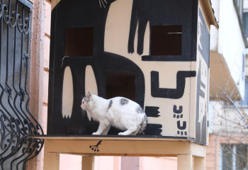 В Алматы построили дом для бездомных кошек