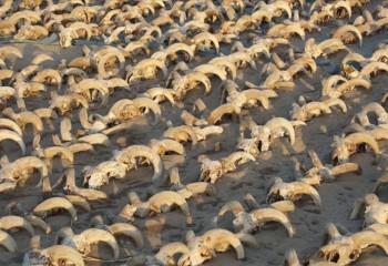 Egypt discovers 2,000 mummified ram heads in ancient temple