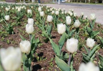 Кентауда қызғалдақ гүлдеді