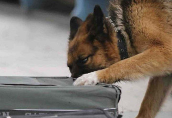 Собака учуяла гашиш у иностранца на границе Казахстана