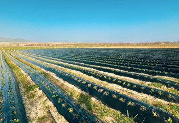 «Ауыл аманаты»: Түлкібаста балық пен жеміс шаруашылығының қарқыны қалай