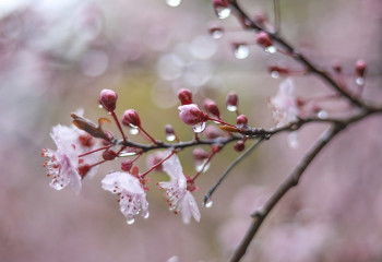 29 наурызға арналған ауа райы болжамы