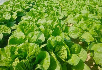 Түркістан облысындағы Келес ауданында қырыққабат пісті