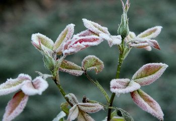 Бірқатар өңірде жаңбыр жауып, үсік жүруі мүмкін