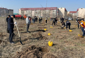Более 10 тысяч деревьев высадят весной в Алматы