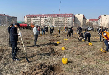 Более 10 тысяч деревьев высадят весной в Алматы