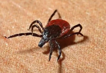 Число пострадавших от укусов клещей растет в Алматы