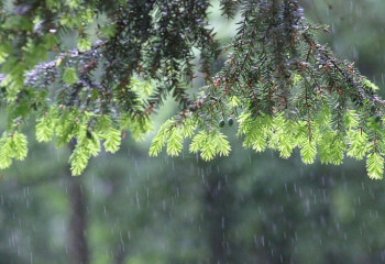 Алдағы күндері жаңбыр жауып, жел күшейеді