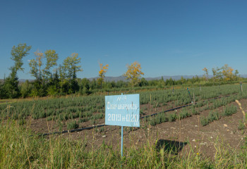 Посевные площади в области Абай увеличатся