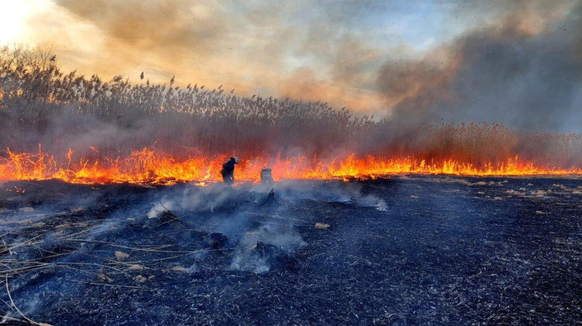 Два дня тушили загоревшиеся камыш и деревья в Алматинской области