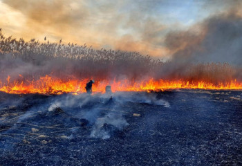 Два дня тушили загоревшиеся камыш и деревья в Алматинской области