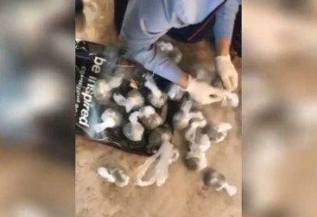 Более килограмма наркотиков хранил дома житель Арыси