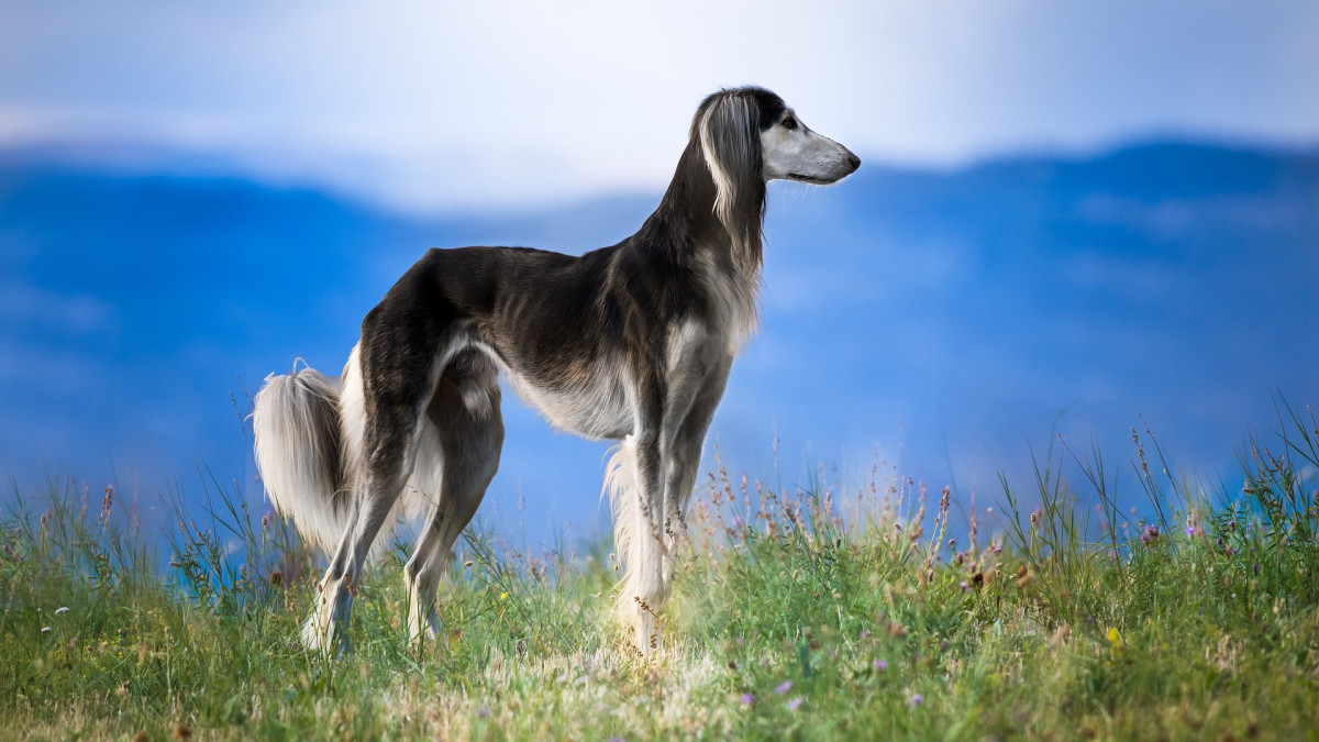 Утверждены стандарты казахских пород собак
