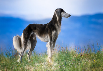 Утверждены стандарты казахских пород собак