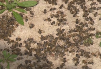 Түркістандық омарташылардың аралары бір күнде қырылып қалды