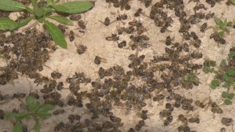  Видеодан кадр 