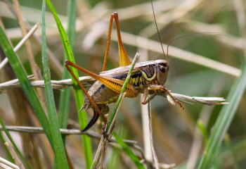 В Туркестанской области готовятся к атакам марокканской саранчи