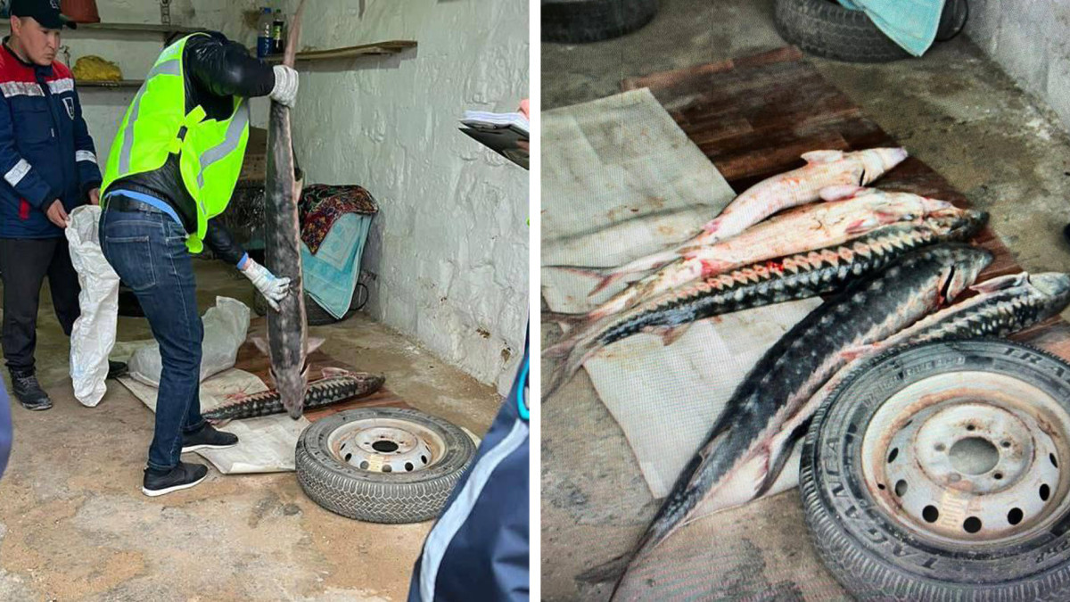 50 кг осетровой рыбы обнаружено у жителя Мангистау