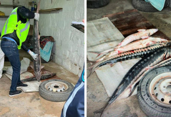 50 кг осетровой рыбы обнаружено у жителя Мангистау