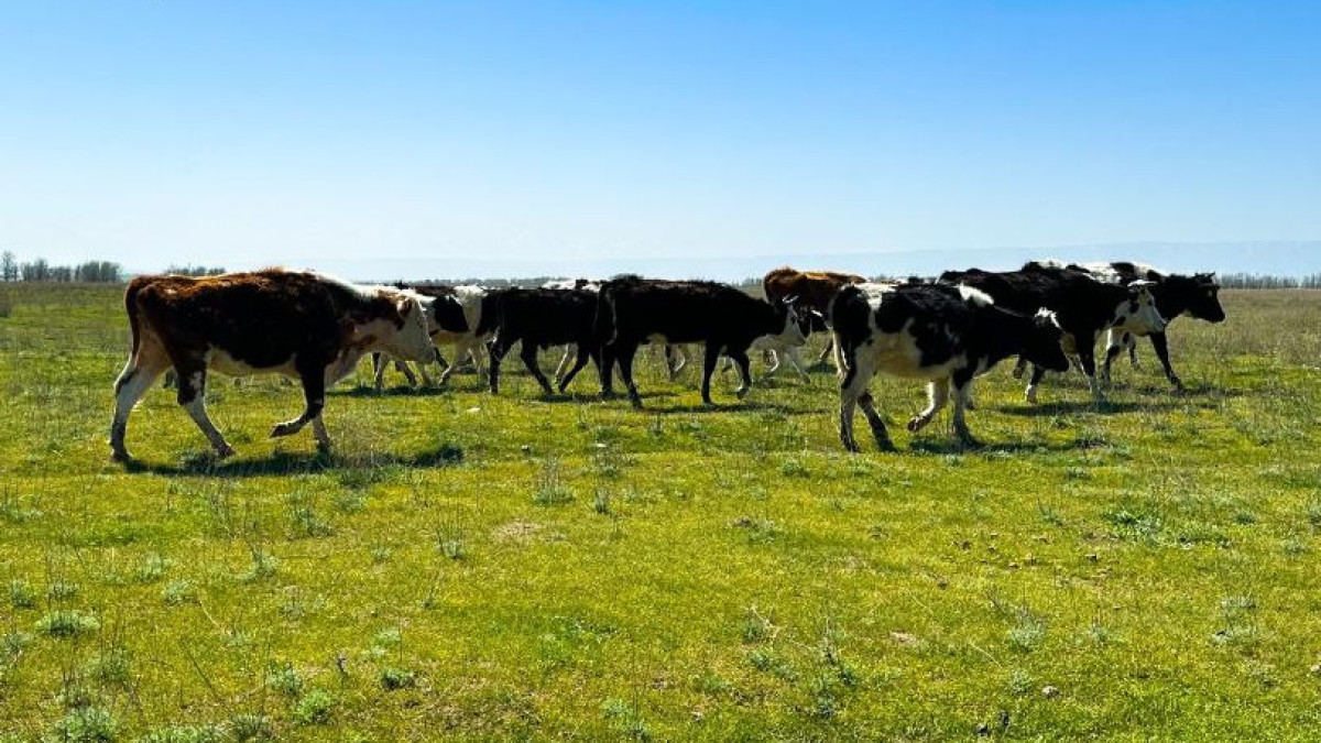 Вакцинация скота проходит в Жамбылской области