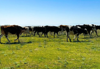 Вакцинация скота проходит в Жамбылской области