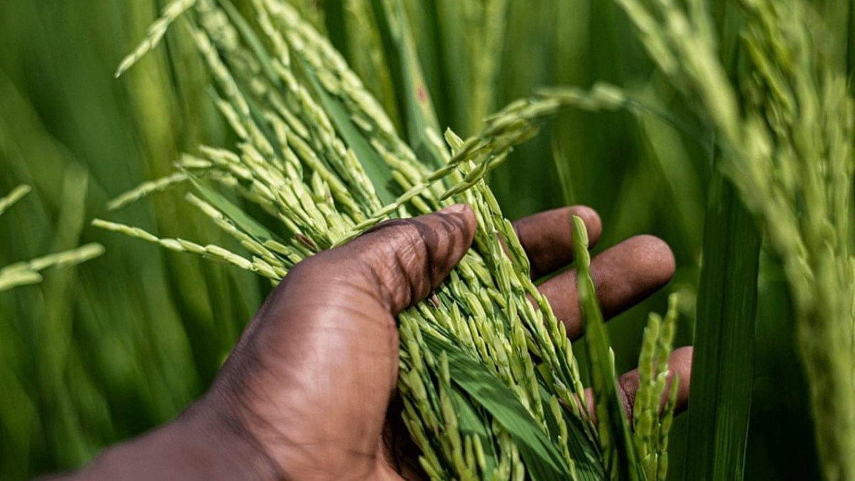 Вьетнам передал Кызылординской области шесть сортов риса