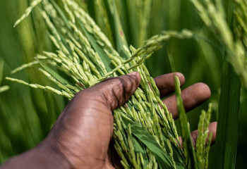 Вьетнам передал Кызылординской области шесть сортов риса