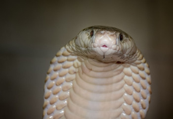 Южноафриканский пилот совершил аварийную посадку самолета заметив кобру под ногами