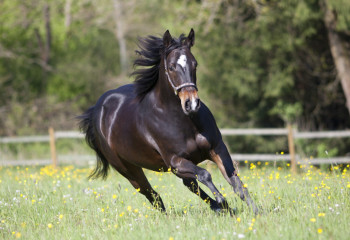 Адай және Қостанай тұқымды жылқыларын зерттеуге қыруар қаржы бөлінді