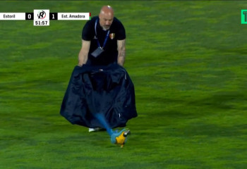 Попугай прервал футбольный матч в Португалии