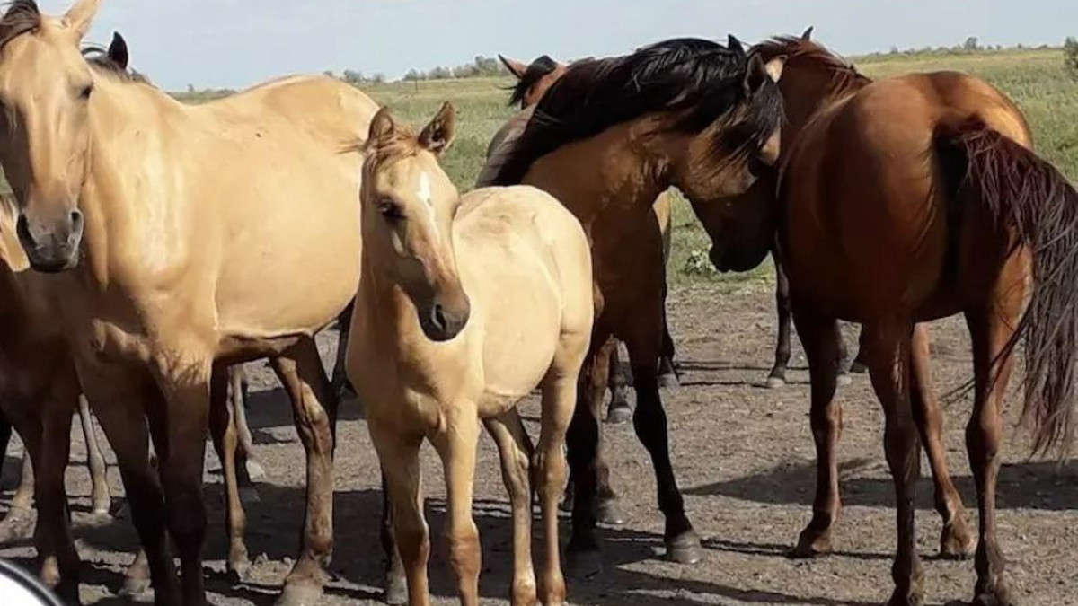  акимат Кызылординской области 