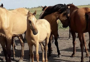 В Кызылординской области приступили к финансированию проектов предпринимателей