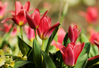 Краснокнижные тюльпаны зацвели в Туркестанской области