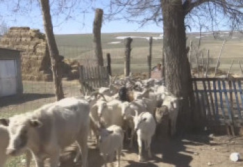 Жетісулық ауыл азаматы асылтұқымды ешкі өсіреді