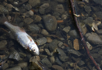 Қостанай облысында балықтар жаппай қырылып жатыр