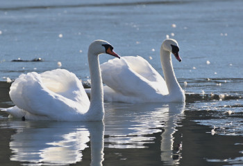 Астанадағы ботаникалық баққа аққулар ұшып келді