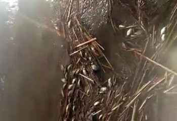 Зафиксирован факт гибели рыбы в Костанайской области